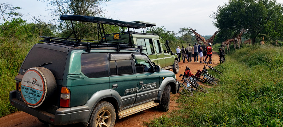 car-rental-uganda-for-wildlife-safaris - Top Destinations You Can Visit with a Self Drive Rental Car Uganda - Best Places to Visit on Uganda Self Drive Road Trip