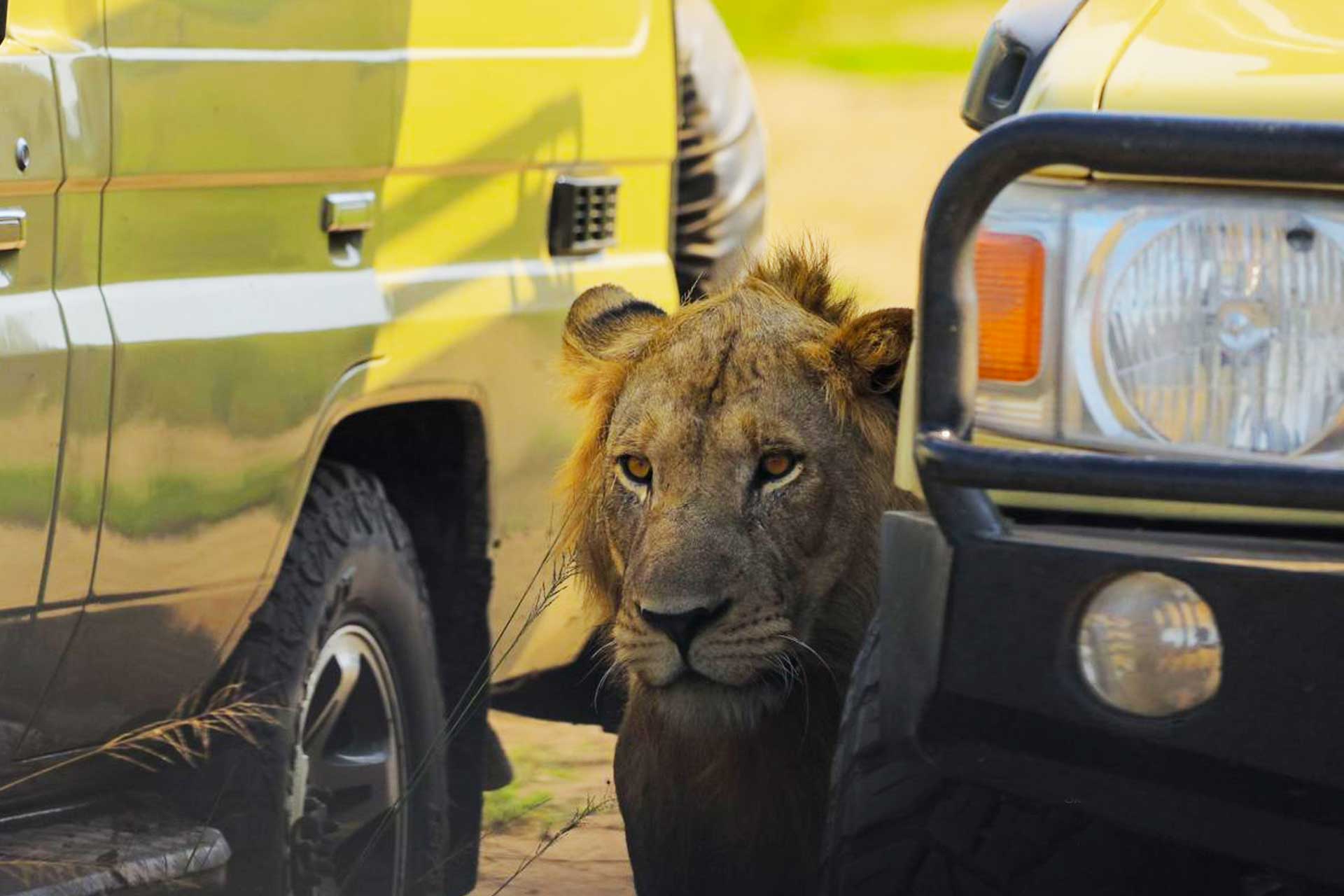 3-days-queen-elizabeth-national-park-safari