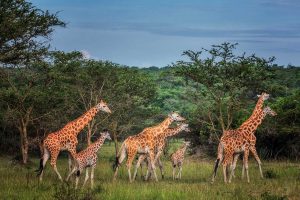 giraffes-in-lake-mburo-national-park