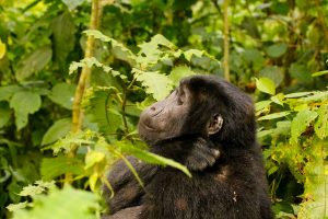 gorilla-trekking-in-uganda - 10 Days Uganda Safari, Car Rental for Unforgettable 10-Day Safari