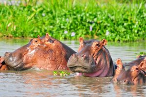 hippos-in-queen-elizabeth-national-park - 10 Days Uganda Safari, Car Rental for Unforgettable 10-Day Safari