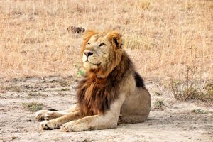 lion-in-queen-elizabeth-national-park