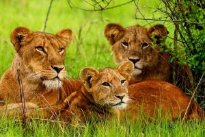 lions-in-queen-elizabeth-national-park