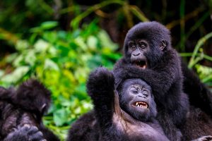 mountain-gorillas-in-uganda